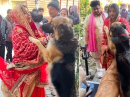 दुल्हन की विदाई में ऐसा सीन पहले नहीं देखा होगा, पालतू कुत्तों ने रोक लिया रास्ता, Video देख भर आएंगी आंखें
