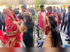 दुल्हन की विदाई में ऐसा सीन पहले नहीं देखा होगा, पालतू कुत्तों ने रोक लिया रास्ता, Video देख भर आएंगी आंखें