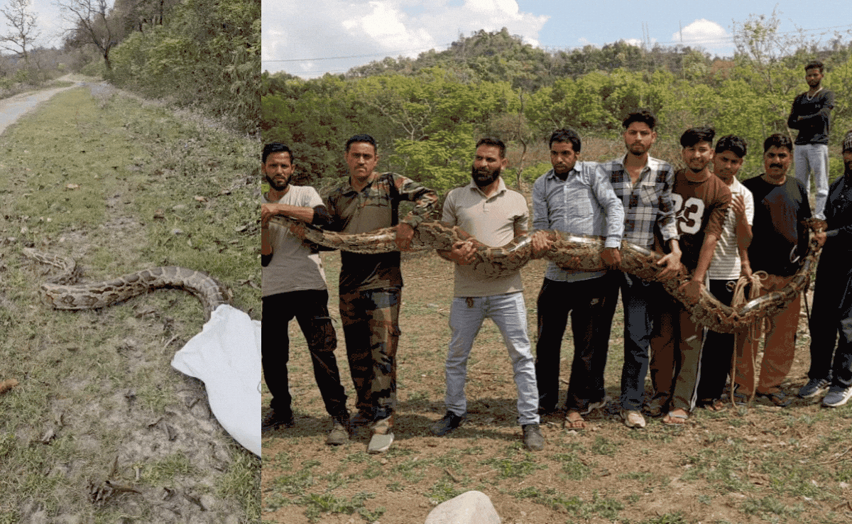 Video: 14 फीट लंबा अजगर नाले में फंसा, भारी इतना कि उठाने में लगे 9 लोग, रेस्क्यू कर जंगल में छोड़ा&nbsp;