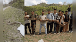 Video: 14 फुट लांब, 55 किलो वजन, महाकाय अजगर पाहून अंगाचा थरकाप, 9 जण सरसावले पण पुढे...
