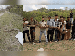 Video: 14 फुट लांब, 55 किलो वजन, महाकाय अजगर पाहून अंगाचा थरकाप, 9 जण सरसावले पण पुढे...