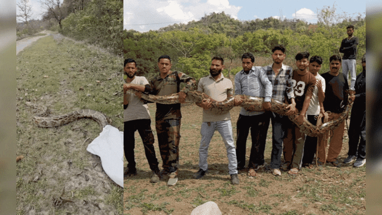 Video: 14 फुट लांब, 55 किलो वजन, महाकाय अजगर पाहून अंगाचा थरकाप, 9 जण सरसावले पण पुढे...