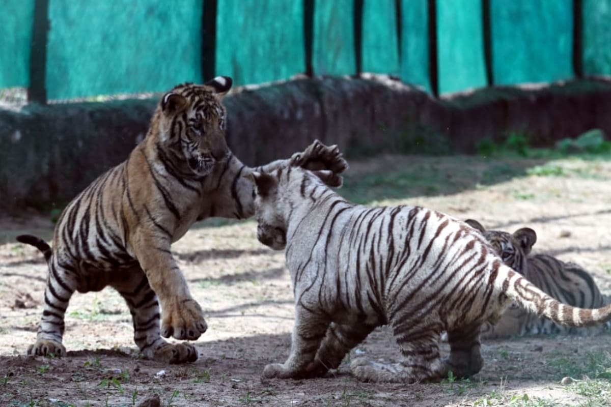 पार्क में अठखेलियां करते शावक