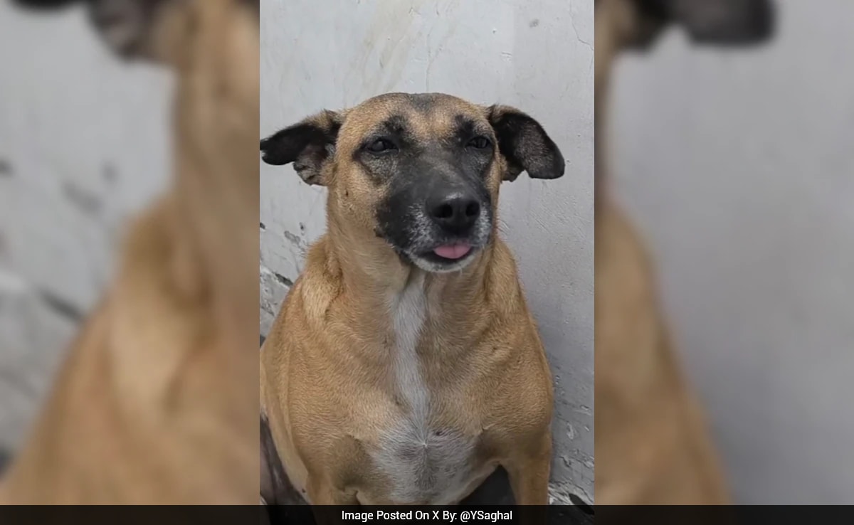 "Where Are Kaddu, Dholu?": Missing Dogs Spark Row At Delhi Airport