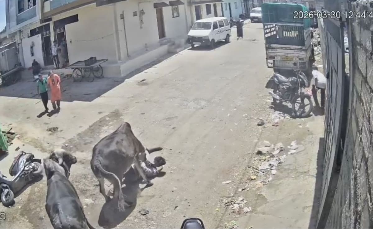 Bull Charges At Gujarat Man, Continues Attack Till Locals Step In For Rescue