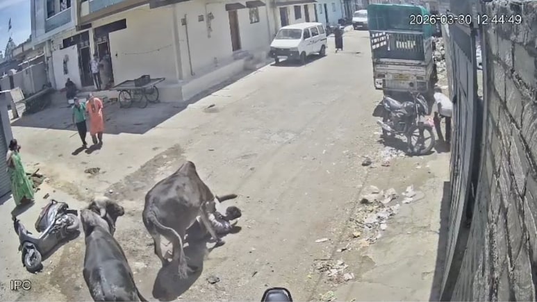 Bull Charges At Gujarat Man, Continues Attack Till Locals Step In For Rescue