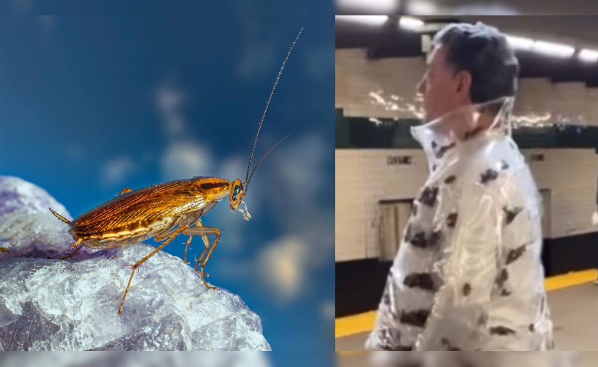 तौबा-तौबा! जैकेट के अंदर रेंग रहे थे 'जिंदा कॉकरोच', मेट्रो में दिखा ऐसा खौफनाक फैशन कि चकरा गया सबका सिर