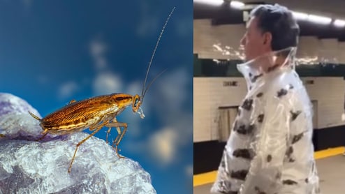 तौबा-तौबा! जैकेट के अंदर रेंग रहे थे 'जिंदा कॉकरोच', मेट्रो में दिखा ऐसा खौफनाक फैशन कि चकरा गया सबका सिर