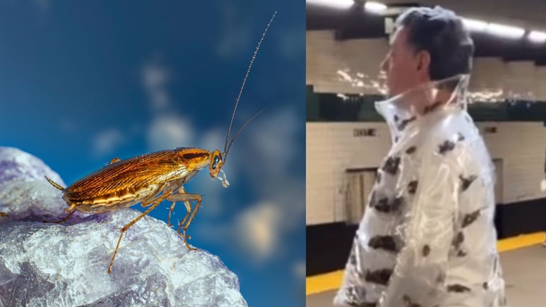 तौबा-तौबा! जैकेट के अंदर रेंग रहे थे 'जिंदा कॉकरोच', मेट्रो में दिखा ऐसा खौफनाक फैशन कि चकरा गया सबका सिर