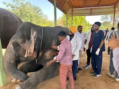 जयपुर के हाथी गांव में 76 हाथियों का हेल्थ चेकअप, नटखट वीरू समेत गजराजों की हुई जांच