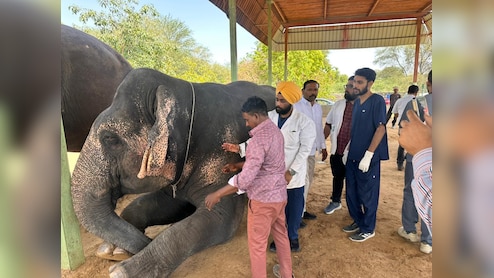 जयपुर के हाथी गांव में 76 हाथियों का हेल्थ चेकअप, नटखट वीरू समेत गजराजों की हुई जांच