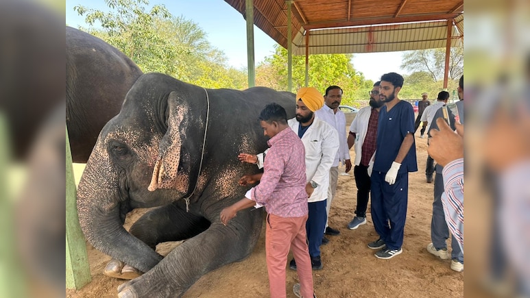 जयपुर के हाथी गांव में 76 हाथियों का हेल्थ चेकअप, नटखट वीरू समेत गजराजों की हुई जांच
