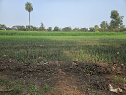 Global War, Local Collapse: Madhya Pradesh's Soy Economy Takes Direct Hit