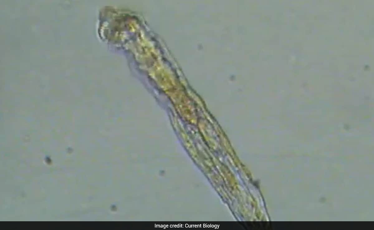 Ice Age "Zombie Worm" Revived After 24,000 Years, Then Began Reproducing