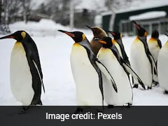 'Stark Warning' As Emperor Penguins Added To Endangered List Amid Rapid Decline