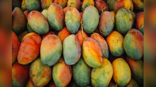 3 लाख&nbsp;रुपये में, 1 किलो बिकता है ये खास आम, जानें भारत में मिलने वाली आम की प्रीमियम किस्मों के बारे में