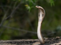 Madhya Pradesh Forest Department To Launch Snake-Catcher App Soon