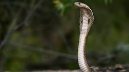 Madhya Pradesh Forest Department To Launch Snake-Catcher App Soon