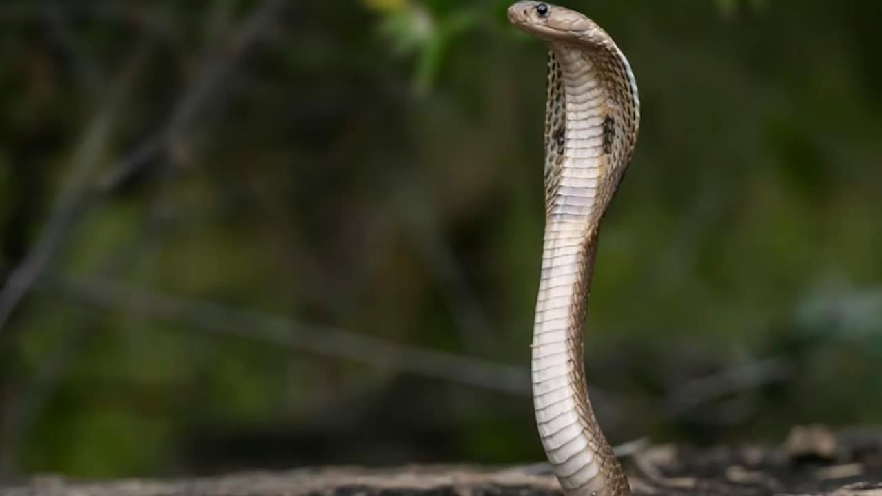 Madhya Pradesh's Snake Census: 50 Species, 16 Bite Hotspots, Race To Map Deadliest Reptiles