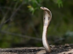 Madhya Pradesh's Snake Census: 50 Species, 16 Bite Hotspots, Race To Map Deadliest Reptiles