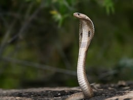 German Tourist Dies After Cobra Slithers Inside His Pants During 'Snake Charmer' Show In Egypt