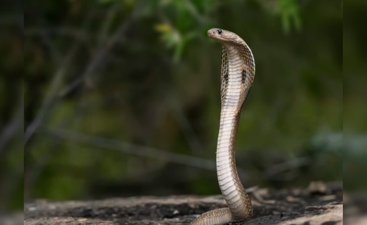 Latest and Breaking News on NDTV