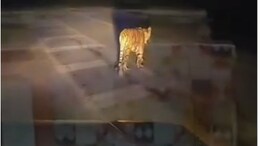 रणथंभौर से निकल हाईवे पर पहुंची बाघिन नूरी, आबादी के करीब पहुंचने से वन विभाग अलर्ट
