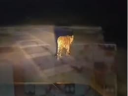 रणथंभौर से निकल हाईवे पर पहुंची बाघिन नूरी, आबादी के करीब पहुंचने से वन विभाग अलर्ट