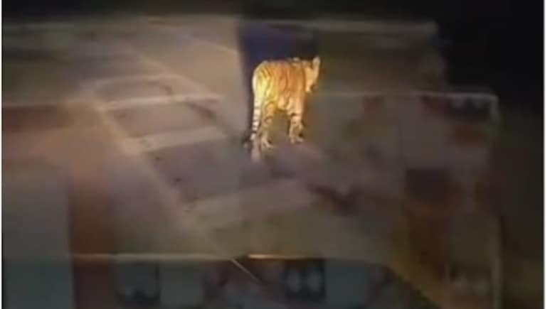 रणथंभौर से निकल हाईवे पर पहुंची बाघिन नूरी, आबादी के करीब पहुंचने से वन विभाग अलर्ट