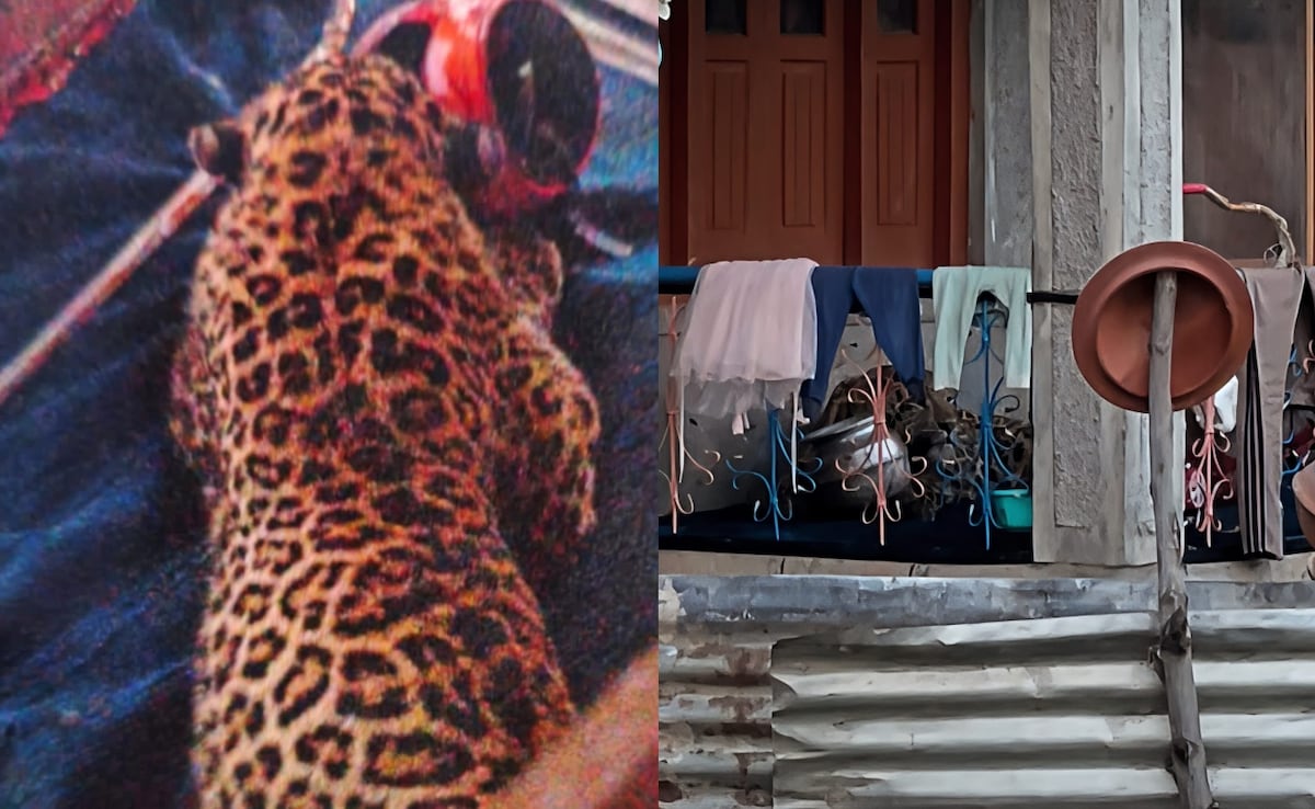 जम्मू-कश्मीर के बडगाम में तेंदुए के हमले से दहशत, जान बचाने के लिए भागते दिखे लोग, 6 से ज्यादा घायल