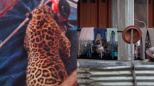 जम्मू-कश्मीर के बडगाम में तेंदुए के हमले से दहशत, जान बचाने के लिए भागते दिखे लोग, 6 से ज्यादा घायल