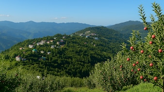 Which City Is Known As The 'Apple City' Of India?