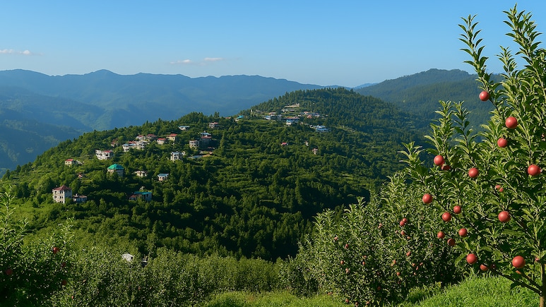 Which City Is Known As The 'Apple City' Of India?