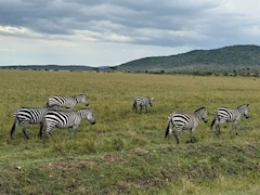 Planning To Visit Masai Mara? X User Shares 11 Tips To Plan The Perfect Trip