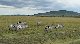 Planning To Visit Masai Mara? X User Shares 11 Tips To Plan The Perfect Trip