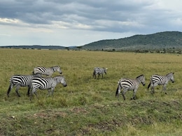 Planning To Visit Masai Mara? X User Shares 11 Tips To Plan The Perfect Trip