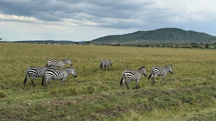 Planning To Visit Masai Mara? X User Shares 11 Tips To Plan The Perfect Trip