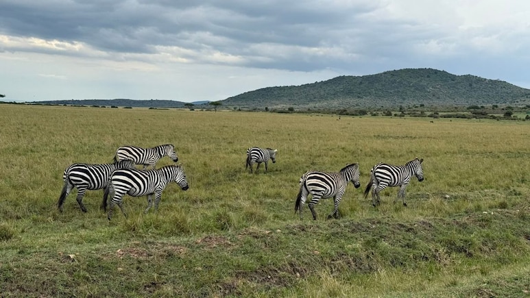 Planning To Visit Masai Mara? X User Shares 11 Tips To Plan The Perfect Trip