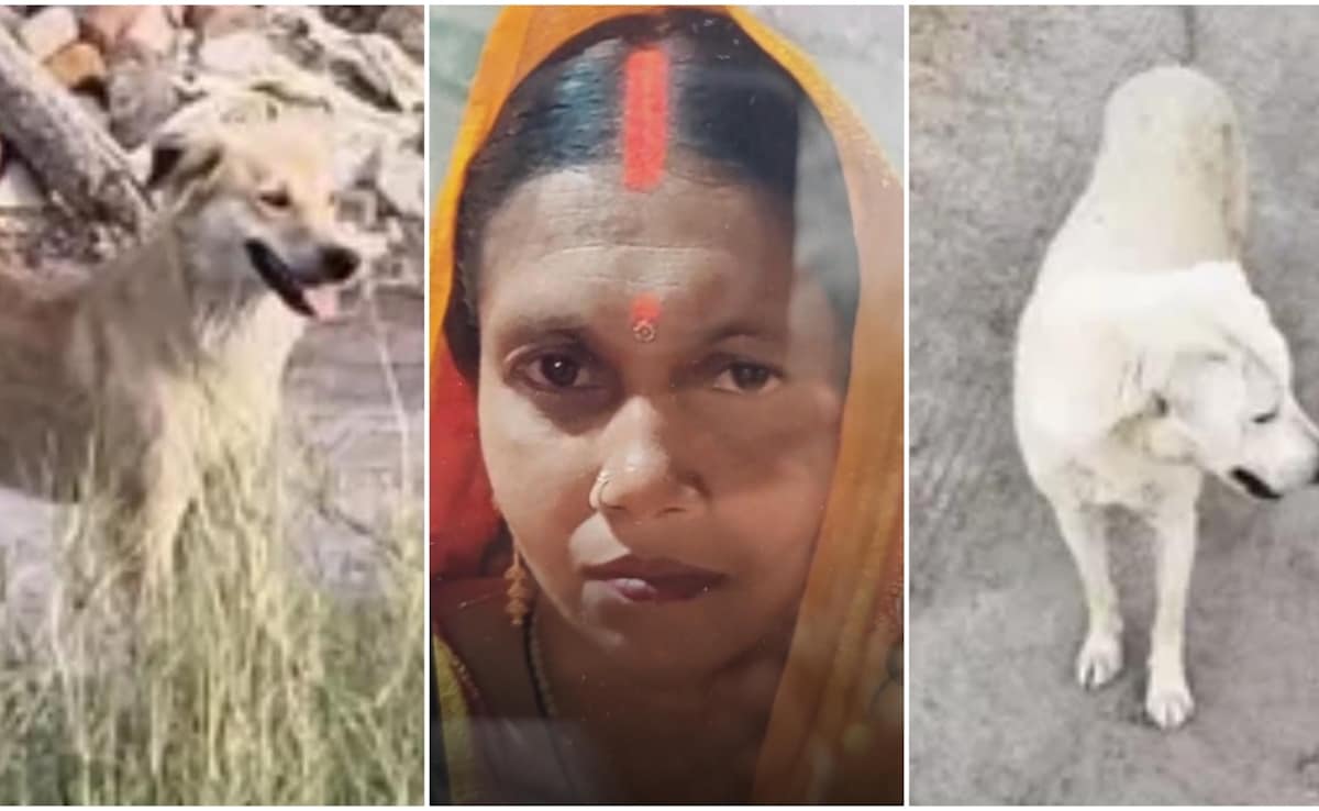 Faridabad News: आवारा कुत्तों ने निभाया 'नमक का हक', मालकिन का शव ढूंढकर पुलिस को घटना स्थल तक पहुंचाया