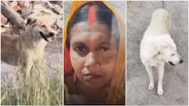 आवारा कुत्तों ने निभाया 'नमक का हक', मालकिन का शव ढूंढकर पुलिस को घटना स्थल तक पहुंचाया
