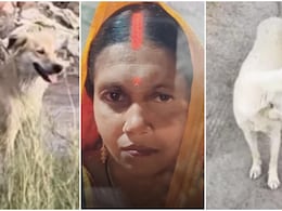 Faridabad News: आवारा कुत्तों ने निभाया 'नमक का हक', मालकिन का शव ढूंढकर पुलिस को घटना स्थल तक पहुंचाया