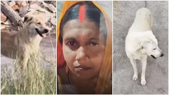 आवारा कुत्तों ने निभाया 'नमक का हक', मालकिन का शव ढूंढकर पुलिस को घटना स्थल तक पहुंचाया