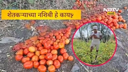 Buldhana News: टोमॅटोला भाव नाही, मग शेतकऱ्याने जे केलं ते पाहून डोळ्यात पाणी आल्याशिवाय राहाणार नाही