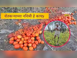 Buldhana News: टोमॅटोला भाव नाही, मग शेतकऱ्याने जे केलं ते पाहून डोळ्यात पाणी आल्याशिवाय राहाणार नाही