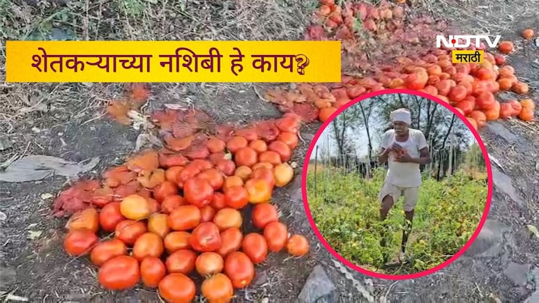 Buldhana News: टोमॅटोला भाव नाही, मग शेतकऱ्याने जे केलं ते पाहून डोळ्यात पाणी आल्याशिवाय राहाणार नाही