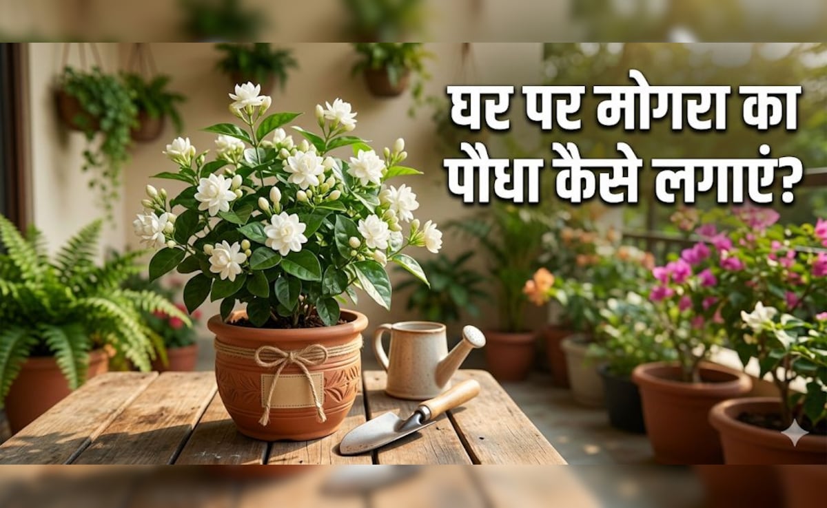 अप्रैल के महीने में मोगरा का पौधा लगाते समय इन 3 चीजों का दें ध्यान, प्लांट रहेगा हरा-भरा!