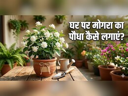 अप्रैल के महीने में मोगरा का पौधा लगाते समय इन 3 चीजों का दें ध्यान, प्लांट रहेगा हरा-भरा!