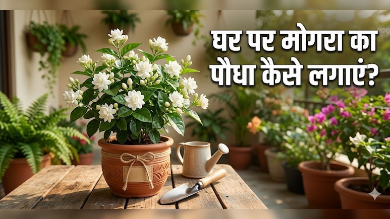 अप्रैल के महीने में मोगरा का पौधा लगाते समय इन 3 चीजों का दें ध्यान, प्लांट रहेगा हरा-भरा!