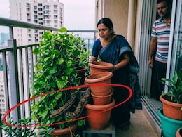 Thane News : 21 व्या मजल्याच्या बाल्कनीत 5 दिवस आगंतुक 'पाहुणा'; कुंड्यांमध्ये हालचाल दिसताच रहिवासी हादरले!