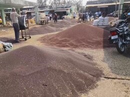 भीलवाड़ा में 24 खरीद केंद्र शुरू, चना ₹5875 और सरसों ₹6200 पर खरीद; सीधे खाते में आ रहा पैसा